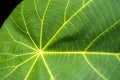 Macro Of A Leaf Royalty Free Stock Photo