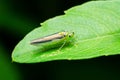 Leafhoppers Royalty Free Stock Photo