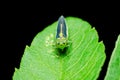 Leafhoppers Royalty Free Stock Photo