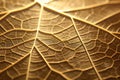 macro of a leafs intricate structure against the sun