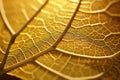 macro of a leafs intricate structure against the sun