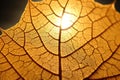 macro of a leafs intricate structure against the sun