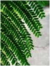 Macro leafs wallpaper ,fresh natural wallpaper