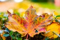 Macro leaves background texture, rainbow colours, soft focus, shallow depth of field Royalty Free Stock Photo