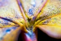 Macro leaves background texture, rainbow colours, soft focus, shallow depth of field Royalty Free Stock Photo