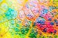 Macro leaves background texture, rainbow colours, soft focus, shallow depth of field Royalty Free Stock Photo