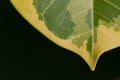 Macro leaves with black background