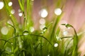 Macro leaves of grass with dew