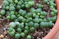 Macro of the leaves on a String of Pearls plant Royalty Free Stock Photo