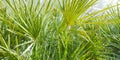 Macro leaves of Yucca plant panorama Green background Royalty Free Stock Photo