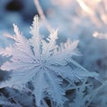 Macro Lens Captures Intricate Patterns of Frost Crystals in a Frosty Wonderland