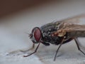 Macro close up detail shot of a common house fly with big red eyes taken in the UK Royalty Free Stock Photo