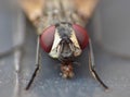 Macro close up detail shot of a common house fly with big red eyes taken in the UK Royalty Free Stock Photo