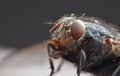 Macro lens close up detail shot of a common house fly with big red eyes taken in the UK Royalty Free Stock Photo