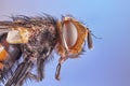 Macro lens close up detail shot of a common house fly Royalty Free Stock Photo