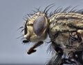 Macro lens close up detail shot of a common house fly Royalty Free Stock Photo