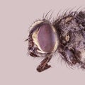 Macro lens close up detail shot of a common house fly Royalty Free Stock Photo