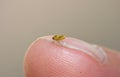 Macro lens close up detailed shot of a tiny yellow fly Thaumatomyia frit flies or grass flies belonging to the family Chloropidae