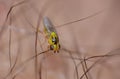 Macro lens close up detailed shot of a tiny yellow fly Thaumatomyia frit flies or grass flies belonging to the family Chloropidae