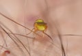 Macro lens close up detailed shot of a tiny yellow fly Thaumatomyia frit flies or grass flies belonging to the family Chloropidae