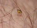 Macro lens close up detailed shot of a tiny yellow fly Thaumatomyia frit flies or grass flies belonging to the family Chloropidae