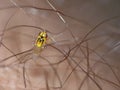 Macro lens close up detailed shot of a tiny yellow fly Thaumatomyia frit flies or grass flies belonging to the family Chloropidae