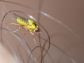 Macro lens close up detailed shot of a tiny yellow fly Thaumatomyia frit flies or grass flies belonging to the family Chloropidae Royalty Free Stock Photo