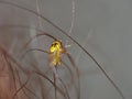 Macro lens close up detailed shot of a tiny yellow fly Thaumatomyia frit flies or grass flies belonging to the family Chloropidae Royalty Free Stock Photo