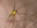 Macro lens close up detailed shot of a tiny yellow fly Thaumatomyia frit flies or grass flies belonging to the family Chloropidae