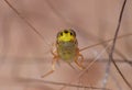 Macro close up detailed shot of a tiny yellow fly Thaumatomyia frit flies or grass flies belonging to the family Chloropidae