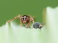 Macro close up shot of ants with aphids working together on a leaf, photo taken in the UK Royalty Free Stock Photo