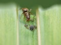 Macro close up shot of ants with aphids working together on a leaf, photo taken in the UK Royalty Free Stock Photo