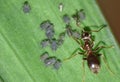 Macro close up shot of ants with aphids working together on a leaf, photo taken in the UK Royalty Free Stock Photo