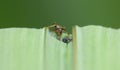 Macro close up shot of ants with aphids working together on a leaf, photo taken in the UK Royalty Free Stock Photo