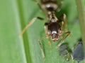 Macro close up shot of ants with aphids working together on a leaf, photo taken in the UK Royalty Free Stock Photo