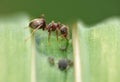 Macro close up shot of ants with aphids working together on a leaf, photo taken in the UK Royalty Free Stock Photo