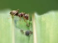 Macro close up shot of ants with aphids working together on a leaf, photo taken in the UK Royalty Free Stock Photo