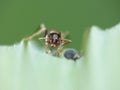 Macro close up shot of ants with aphids working together on a leaf, photo taken in the UK Royalty Free Stock Photo