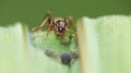 Macro close up shot of ants with aphids working together on a leaf, photo taken in the UK Royalty Free Stock Photo