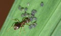 Macro close up shot of ants with aphids working together on a leaf, photo taken in the UK Royalty Free Stock Photo