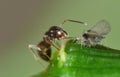 Macro close up shot of ants with aphids working together on a leaf, photo taken in the UK Royalty Free Stock Photo