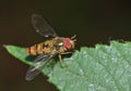 Macro close up shot of a hoverfly collecting pollen from the garden, photo taken in the UK Royalty Free Stock Photo