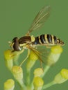 Macro close up shot of a hoverfly collecting pollen from the garden, photo taken in the UK Royalty Free Stock Photo