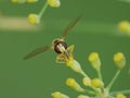 Macro close up shot of a hoverfly collecting pollen from the garden, photo taken in the UK Royalty Free Stock Photo