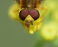 Macro close up shot of a hoverfly collecting pollen from the garden, photo taken in the UK