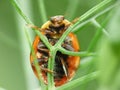 Macro close up shot of a ladybird / ladybug in the garden, photo taken in the UK Royalty Free Stock Photo