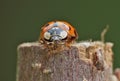 Macro close up shot of a ladybird / ladybug in the garden, photo taken in the UK Royalty Free Stock Photo