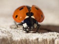 Macro close up shot of a ladybird / ladybug in the garden, photo taken in the UK Royalty Free Stock Photo