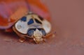 Macro close up shot of a ladybird / ladybug in the garden, photo taken in the UK Royalty Free Stock Photo
