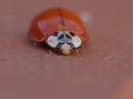 Macro close up shot of a ladybird / ladybug in the garden, photo taken in the UK Royalty Free Stock Photo